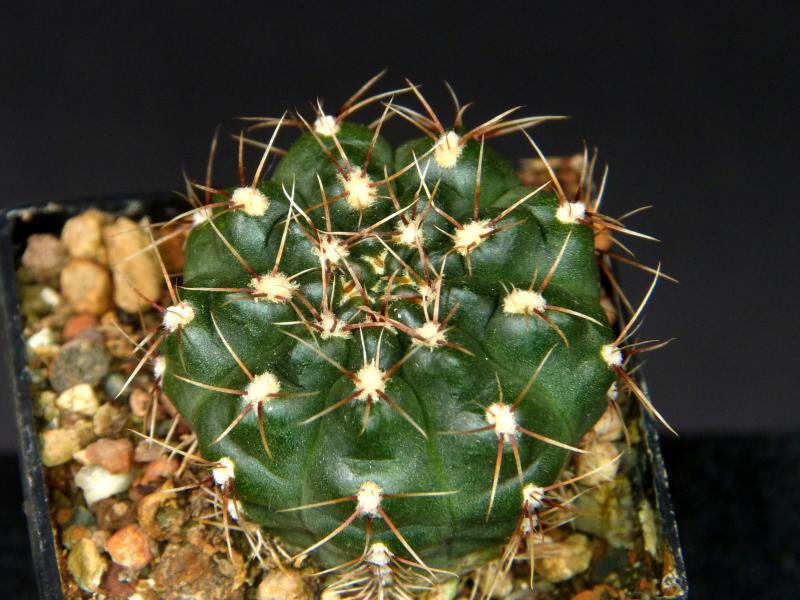 Sales plant (sample)